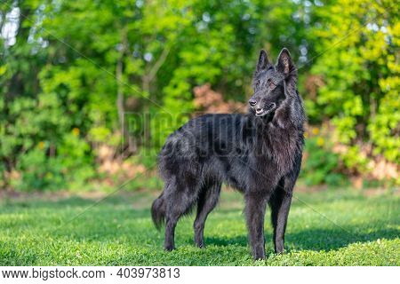 Autumn Portrait Of Black Groenendael Dog With Orange Background. Working Agility Belgian Shepherd Gr
