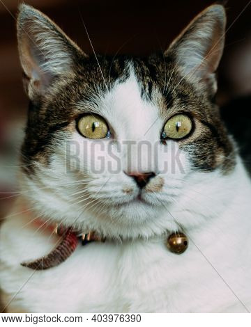 Cute Black And White Cat With Green Eyes Indoor