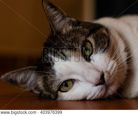 Beautiful Portrait And Close-up Of A Black And White Cat With Green Eyes Lying On The Ground. Select