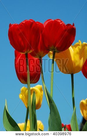 Tulipas vermelhas & amarelas
