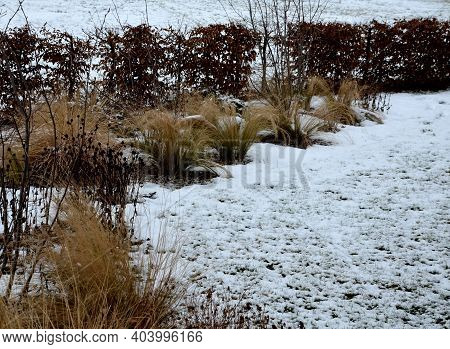 Perennial Flowerbeds With Grasses And Hornbeam Hedge In Winter With Snow. Constrast Of Ornamental Ye
