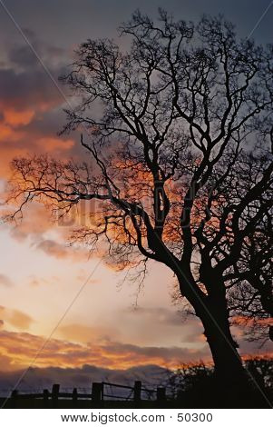 Sunrise-Baum