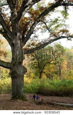Large 550-year-old Oak Tree