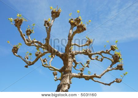 London Planetree eller X Platanus Acerifolia i Golden Gate Park