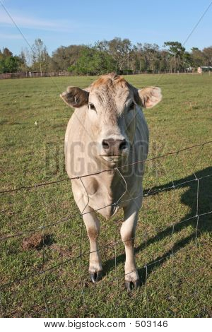 Curious Cow