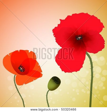 Poppy