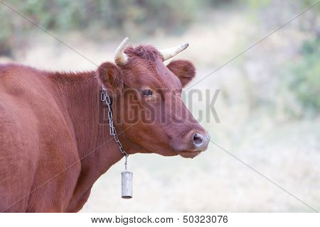 cow on farmland, outdoor portrait