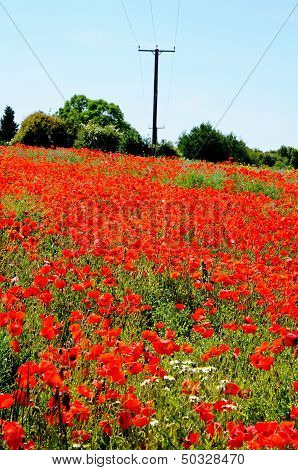 Poppy Field, Lichfield, England.