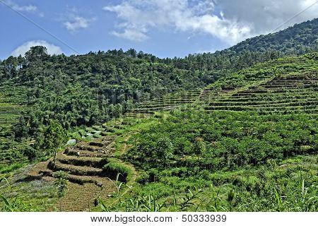 Hillside Terraced Fields