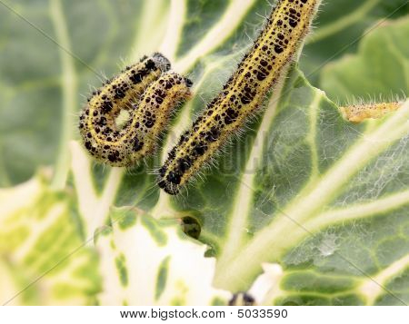 Caterpillars.