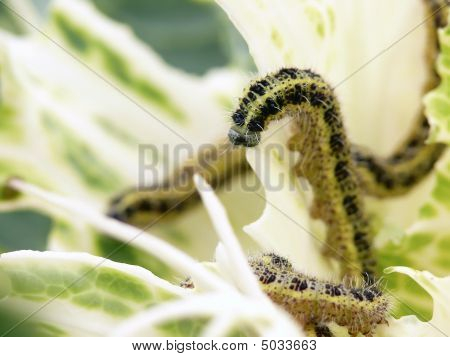 Caterpillars.