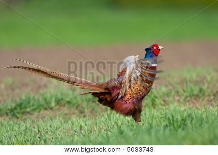 ภาพเหมือนของไก่ฟ้าสีที่ชาย