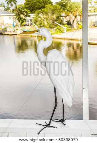 White Heron Walking On The Balustrade Of The Veranda