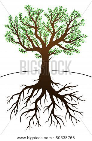 Tree And It's Roots