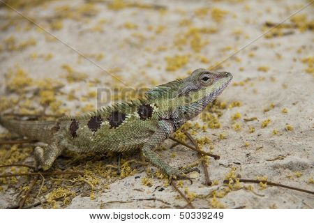 Life Of Small Dragon In The Forest.