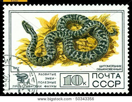Vintage  Postage Stamp. Cottonmouth Ordinary.