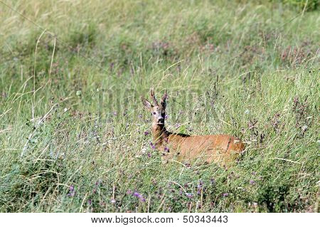 Adult Roebuck