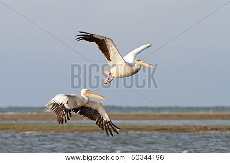 Two Pelicans Flying Over The Sea