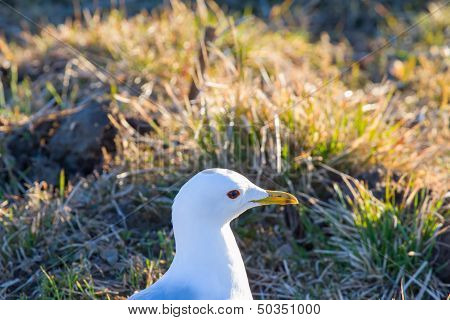 common seagull bird
