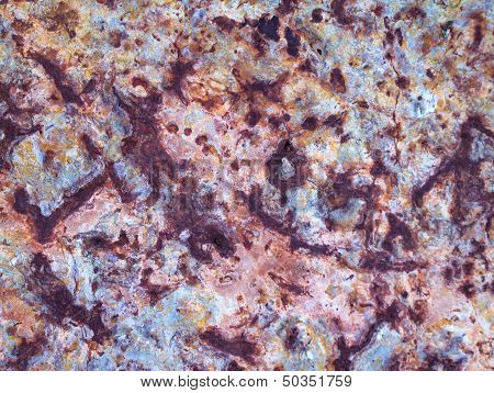 invertebrate fossils
