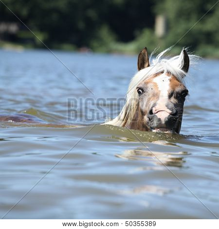 Young Haflinger Swimming And Looking At You