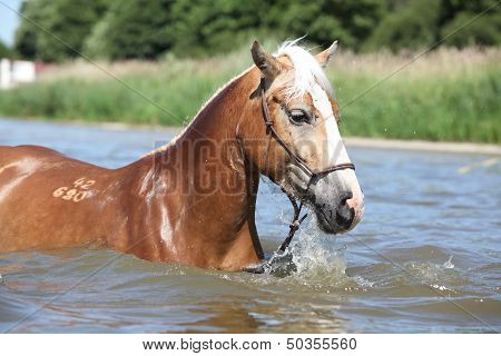 Young Haflinger Playing In The Water
