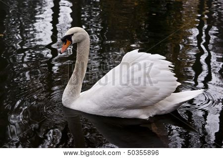 Swan