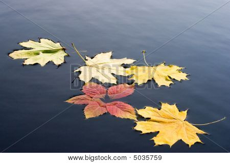 Quelques feuilles sur l'eau