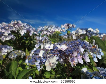 Hydrangea Aspera Macrophylla Hortensia Flowers