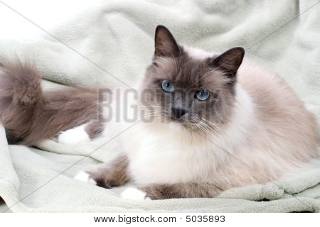 Katzen-Serie ragdoll