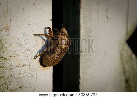 Cicada Shell