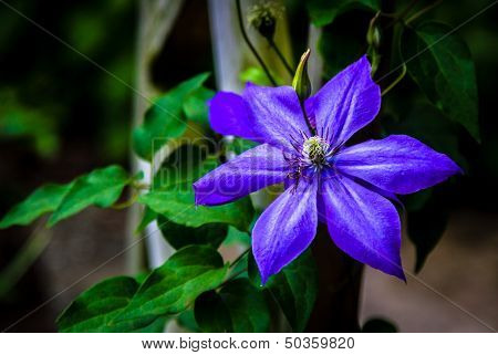 Clematis Vine Bloom