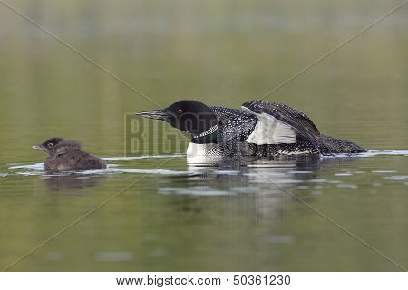 Common Loon Keeping Watch Over Its Baby