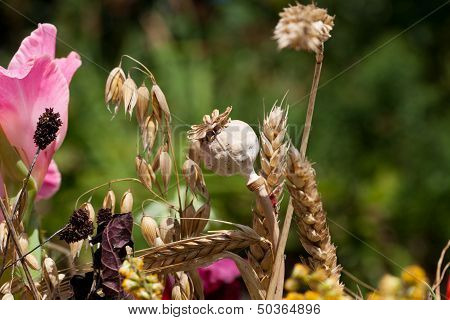 beautiful bouquets of flowers herbs and cereals