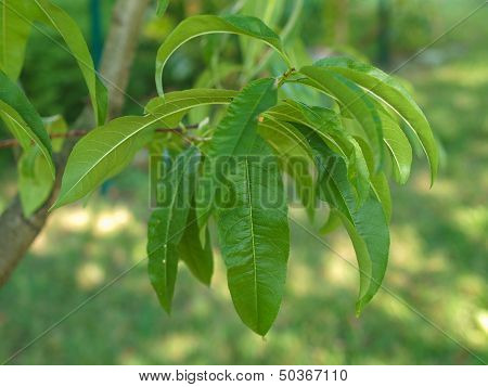 Peach Tree Leaf