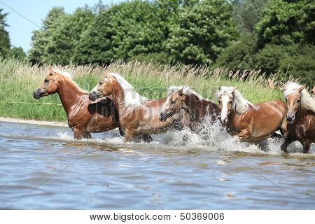 Batch Of Haflingers Running In The Wather