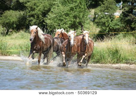 Batch Of Chestnut Horses Running In The Wather