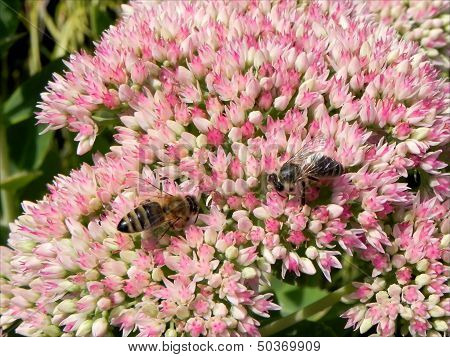 Two bees