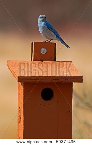 Bluebird Perched On House