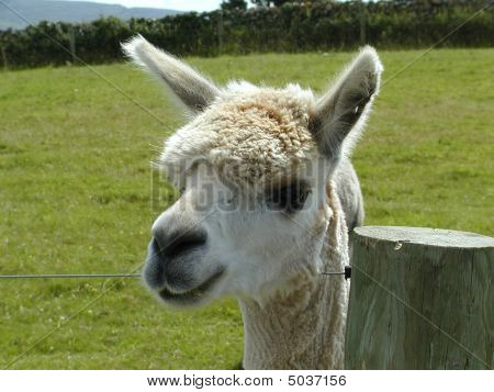 Lama03