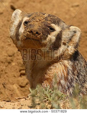 Badger Covered In Dirt