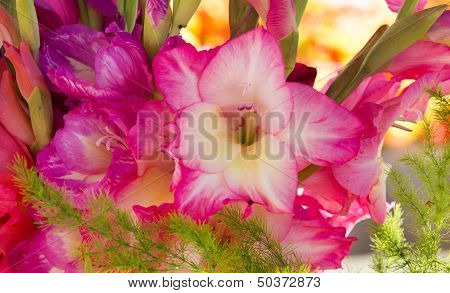 Gladiola