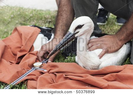 Equipping Storks With Gps