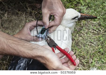 Equipping Storks With Gps