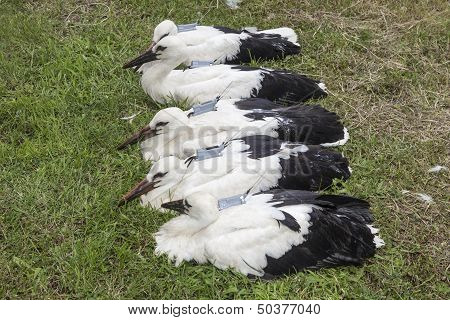 Equipping Storks With Gps