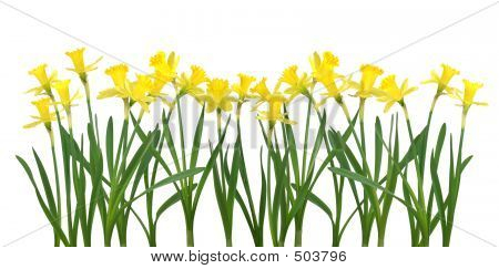 Bandeira Narciso