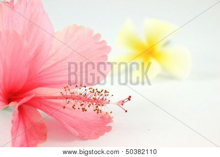 Hibiscus Rosasinensis
