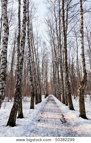 Frozen Alley In Birch Forest