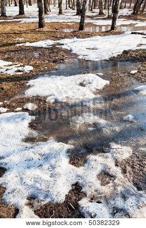 Melting Puddles In Spring Forest