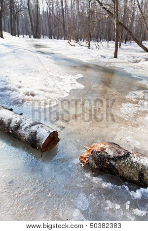 Early Spring In Forest